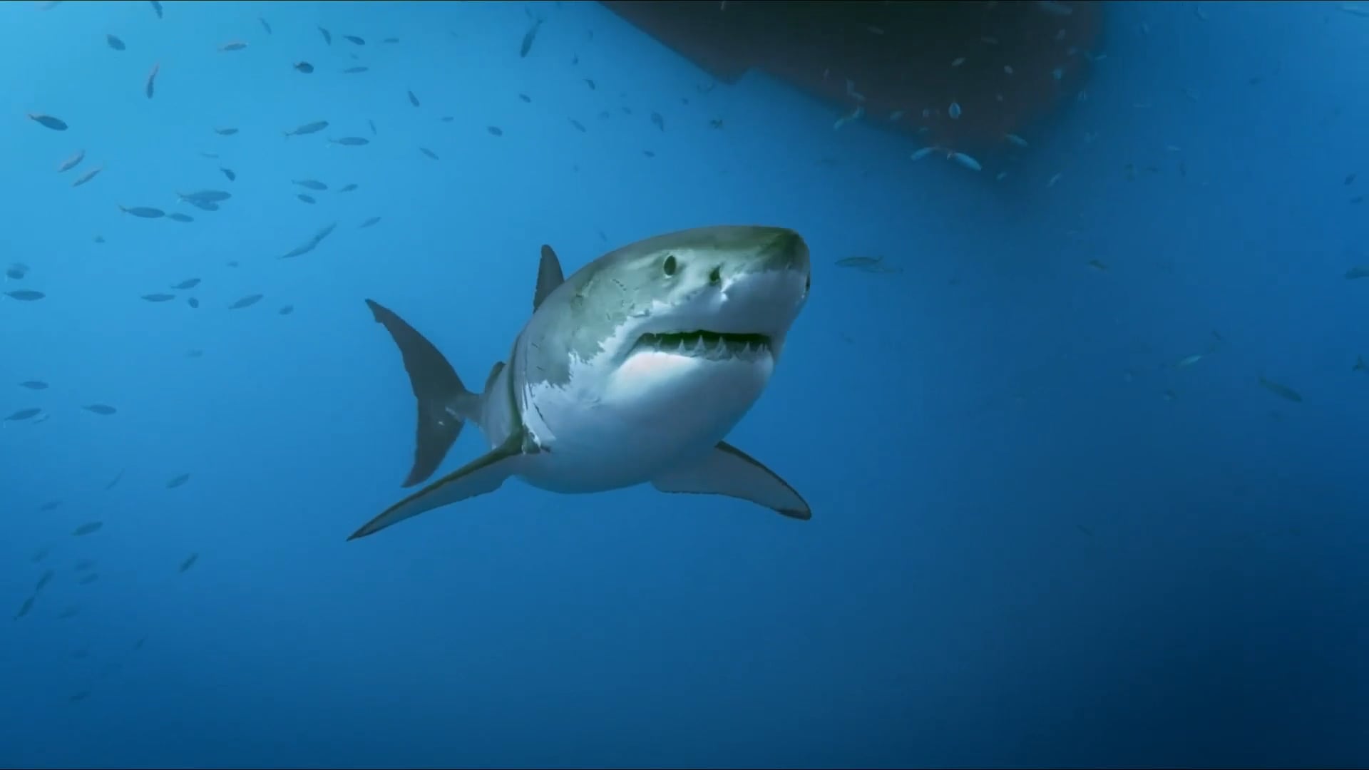 Tiburón Blanco