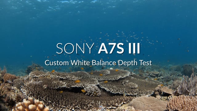 Sony A7S III | Underwater White Balance Color Test | 4K 60p
