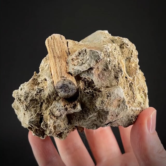 superb matrix of Fluorite ps. after Petrified Wood (van Tichelen