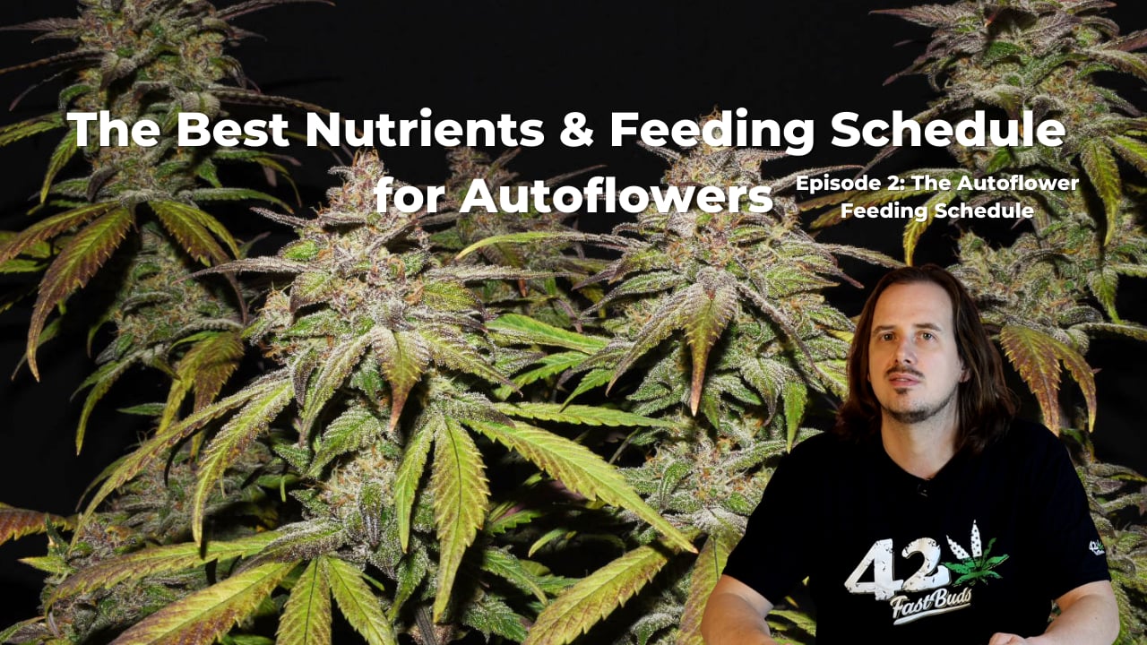 The Best Nutrients & Feeding Schedule for Autoflowering Cannabis Episode 2 The Autoflower