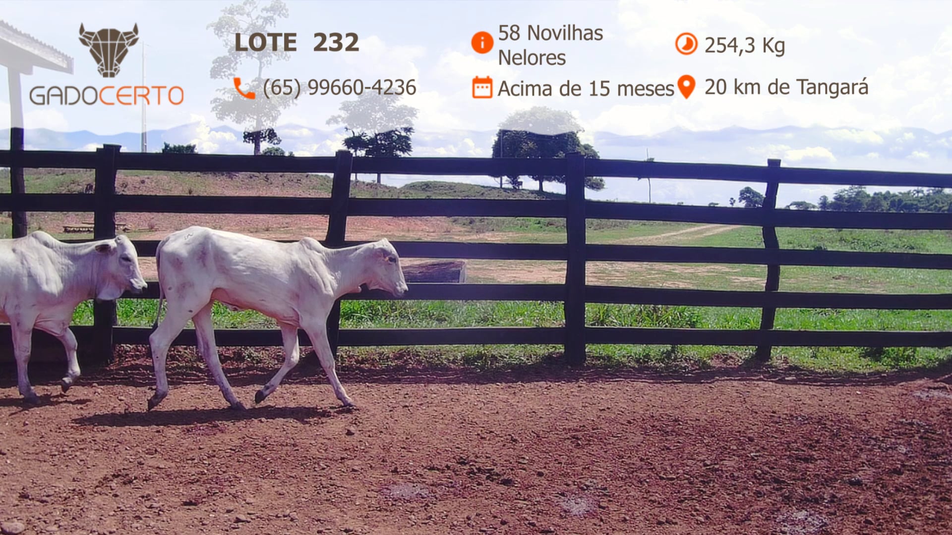 Lote 232 Vimeo on Vimeo