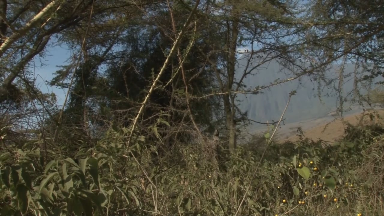 Goat Breakfast: Becoming-with God, volcanoes, livestock and trees, a video by Vanessa Wijngaarden in cooperation with Paulo Ngulupa