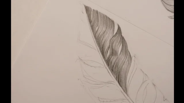 Comment dessiner une plume - Blog - Dessindigo