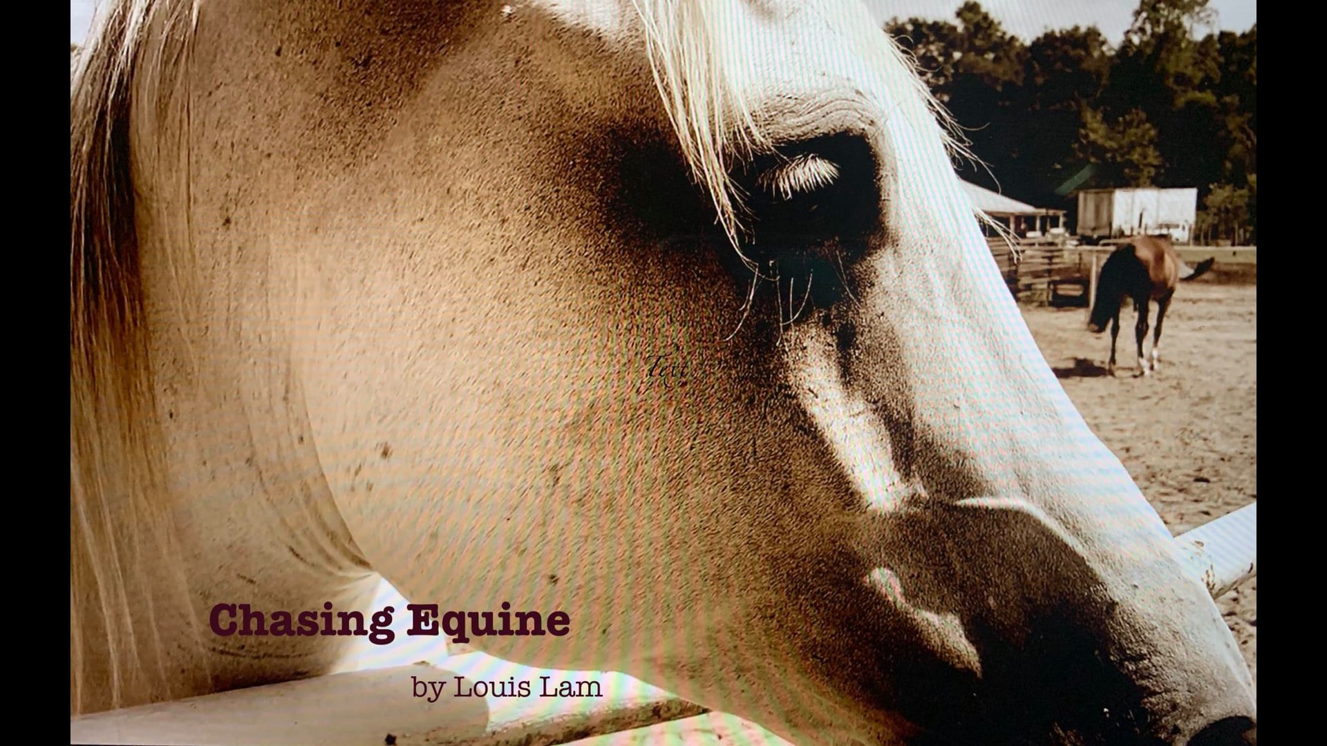 Chasing Equine