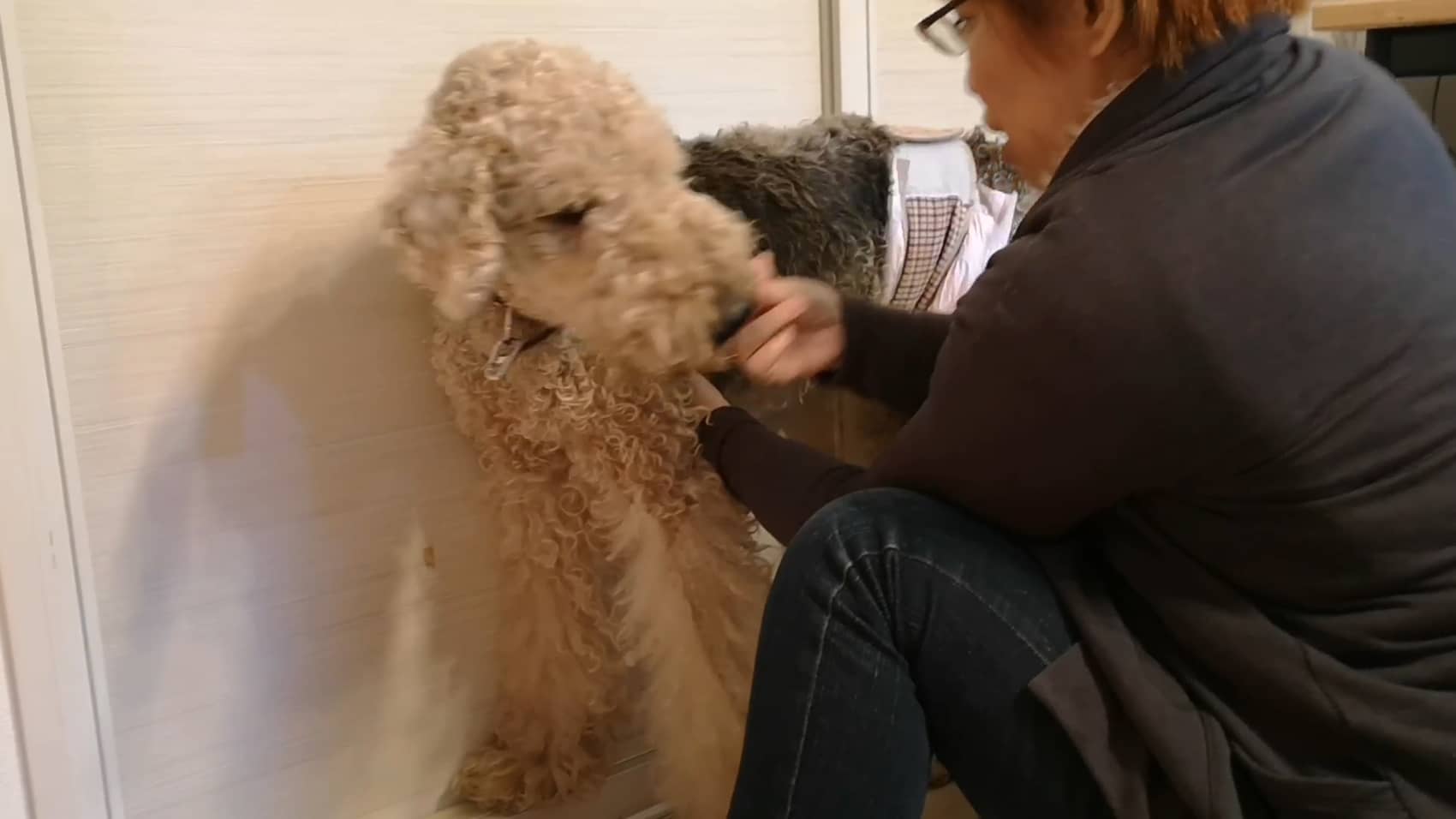 犬の背骨の歪み 運動療法で即効解決 Dog Life Design Appricie ドッグライフデザイン アプリシエ