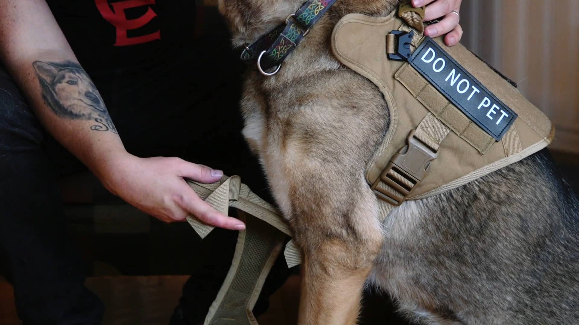 CanineEducation PetBelong Tactical Harness on Vimeo