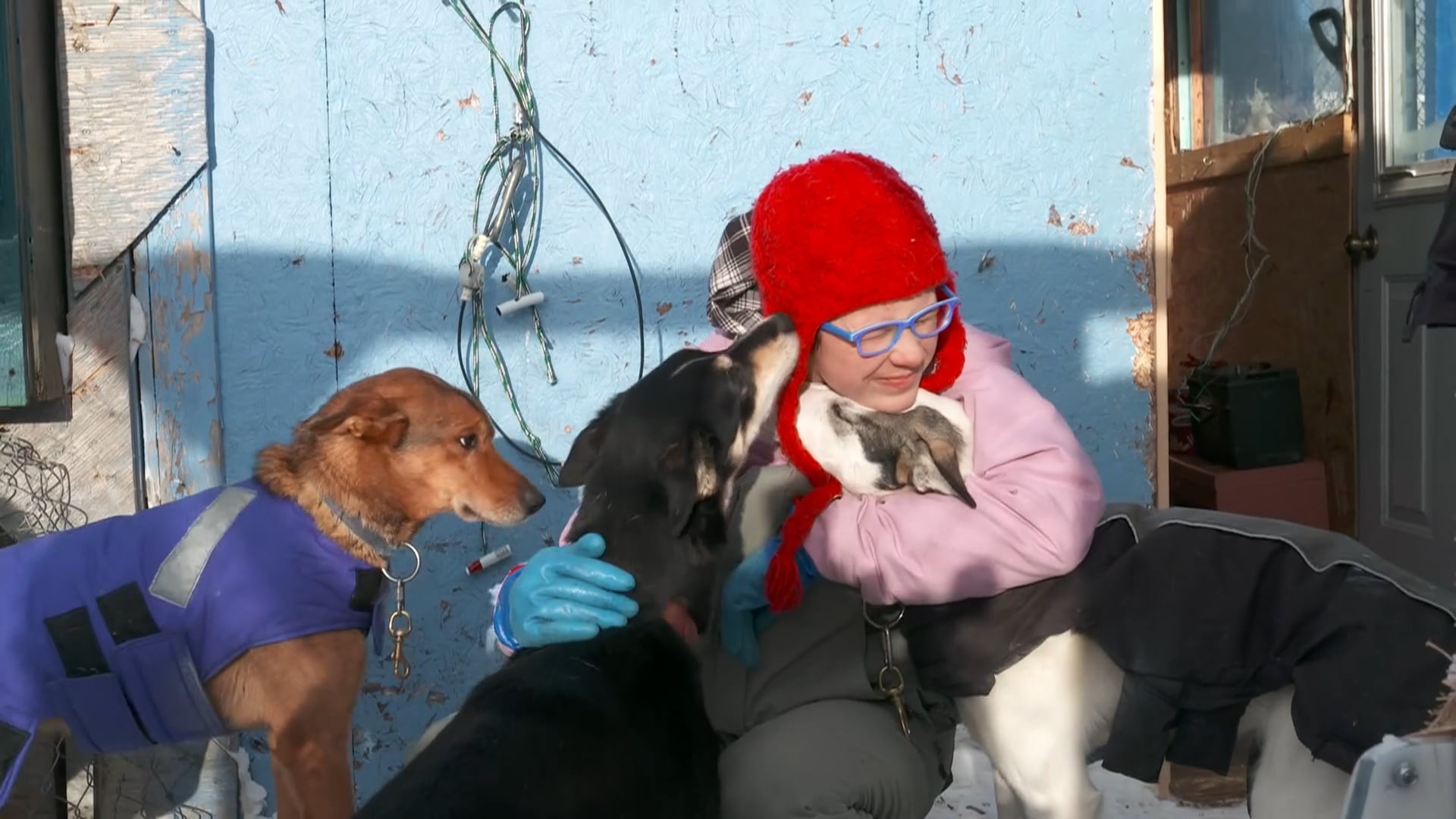 Young girl with her dogs trains as a musher.