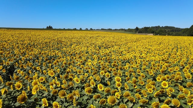 Sunflowers, Bees, Field, Bloom, Summer