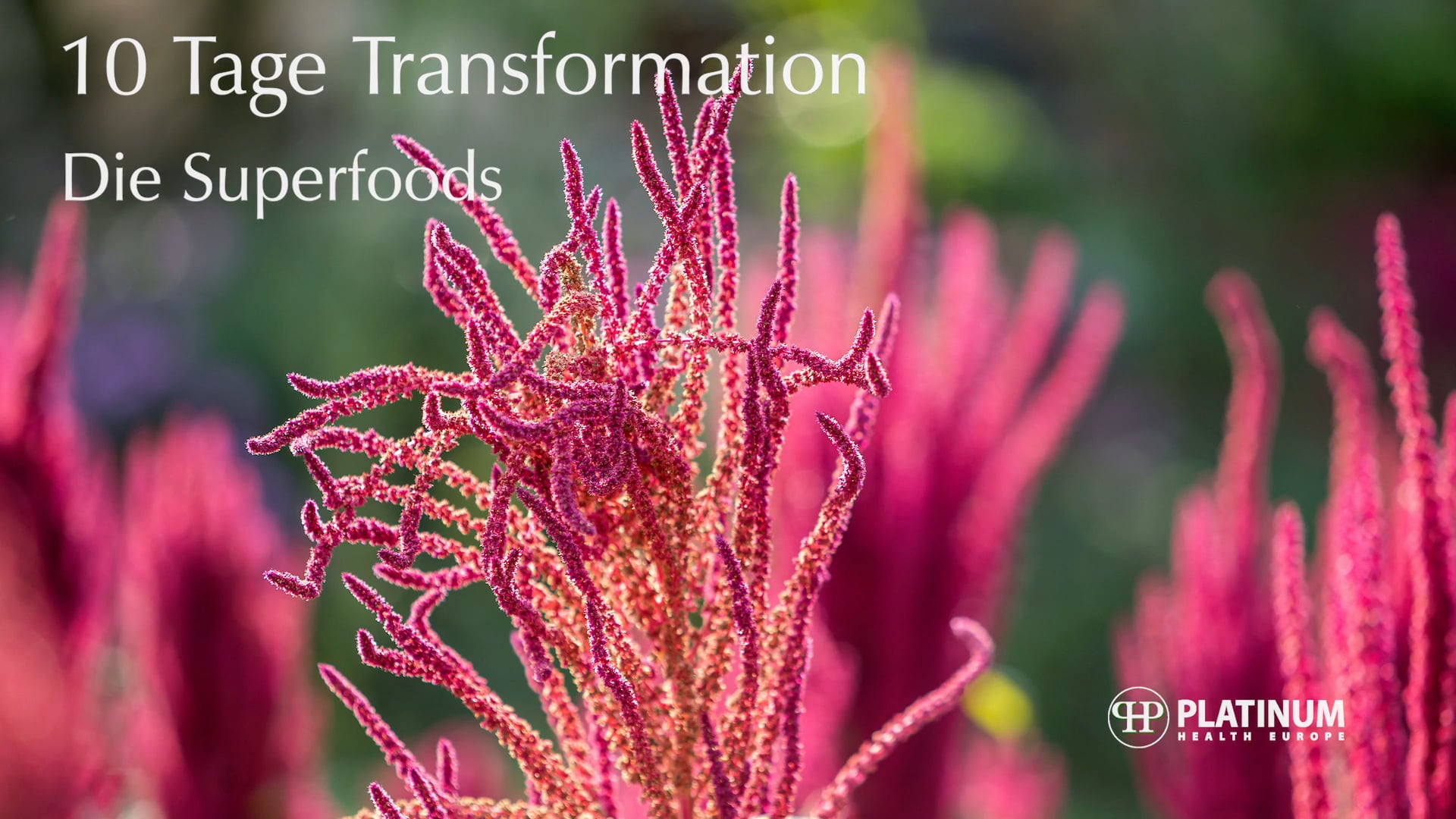 10 Tage Transformation - Die Superfoods