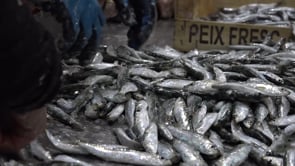 Avui últim dia de pesca abans de l'aturada ecològica