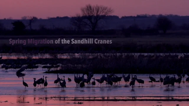 38,000 Sandhill Cranes Flock to Nebraska in a Record-Breaking Start to  Spring Migration, Smart News
