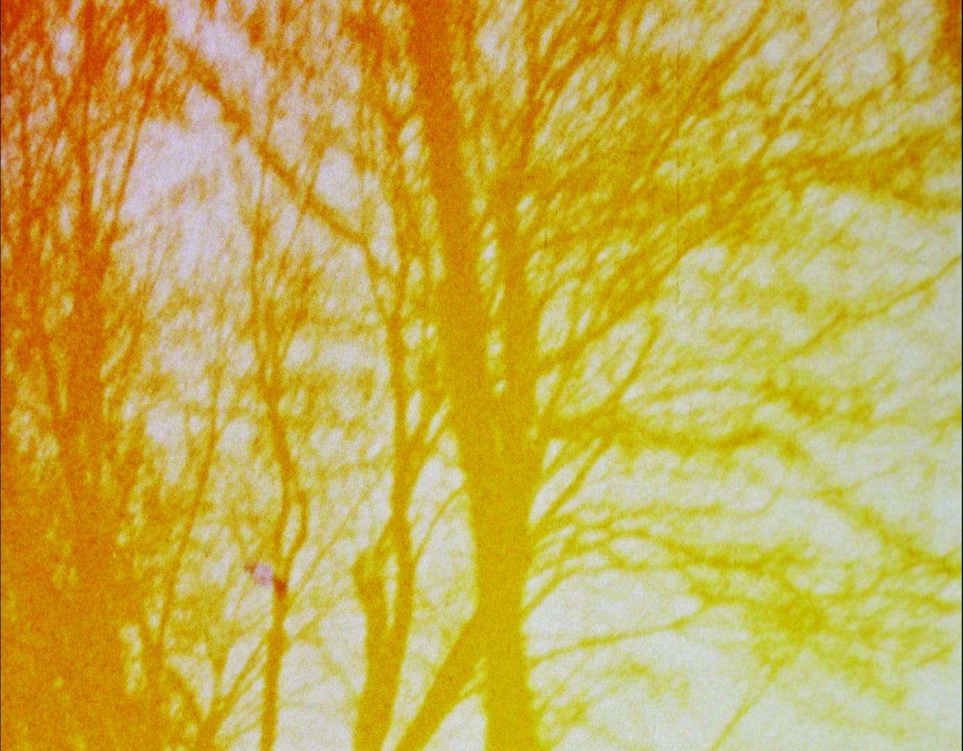 Watch Stan Brakhage Anticipation of the Night Online Vimeo On