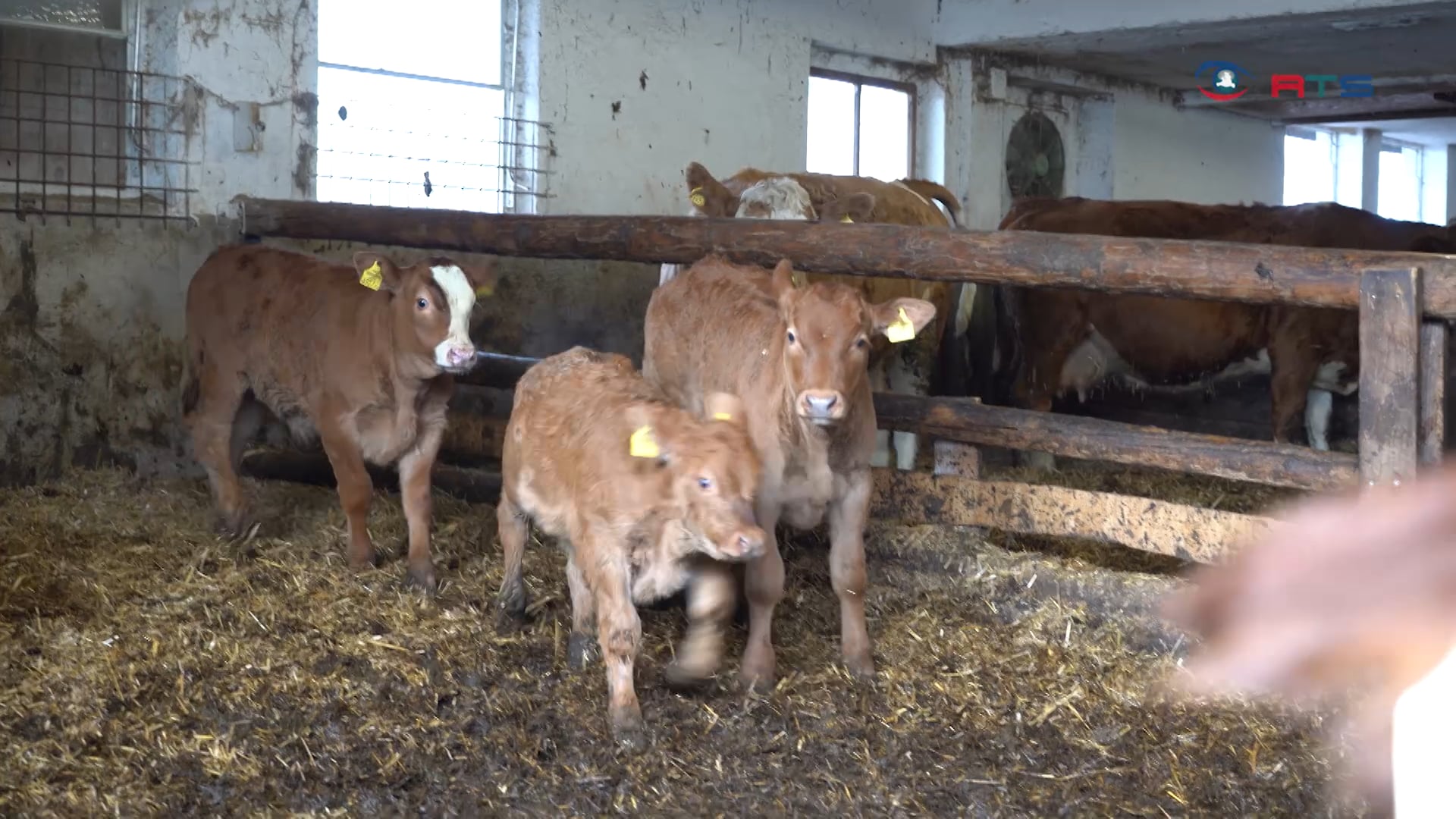 drei-saalfeldener-bauern-forcieren-rindfleisch-direktvermarktung