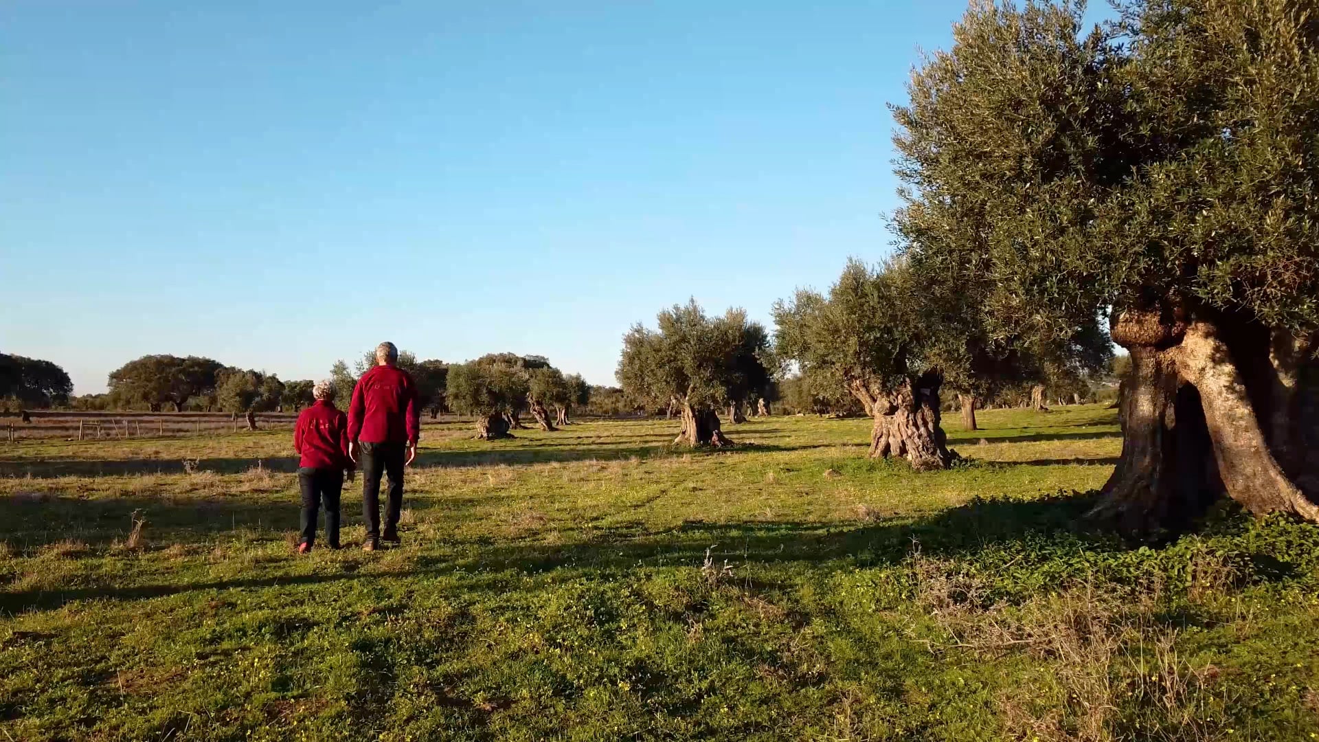 Berger da Baronia: Olive Oil