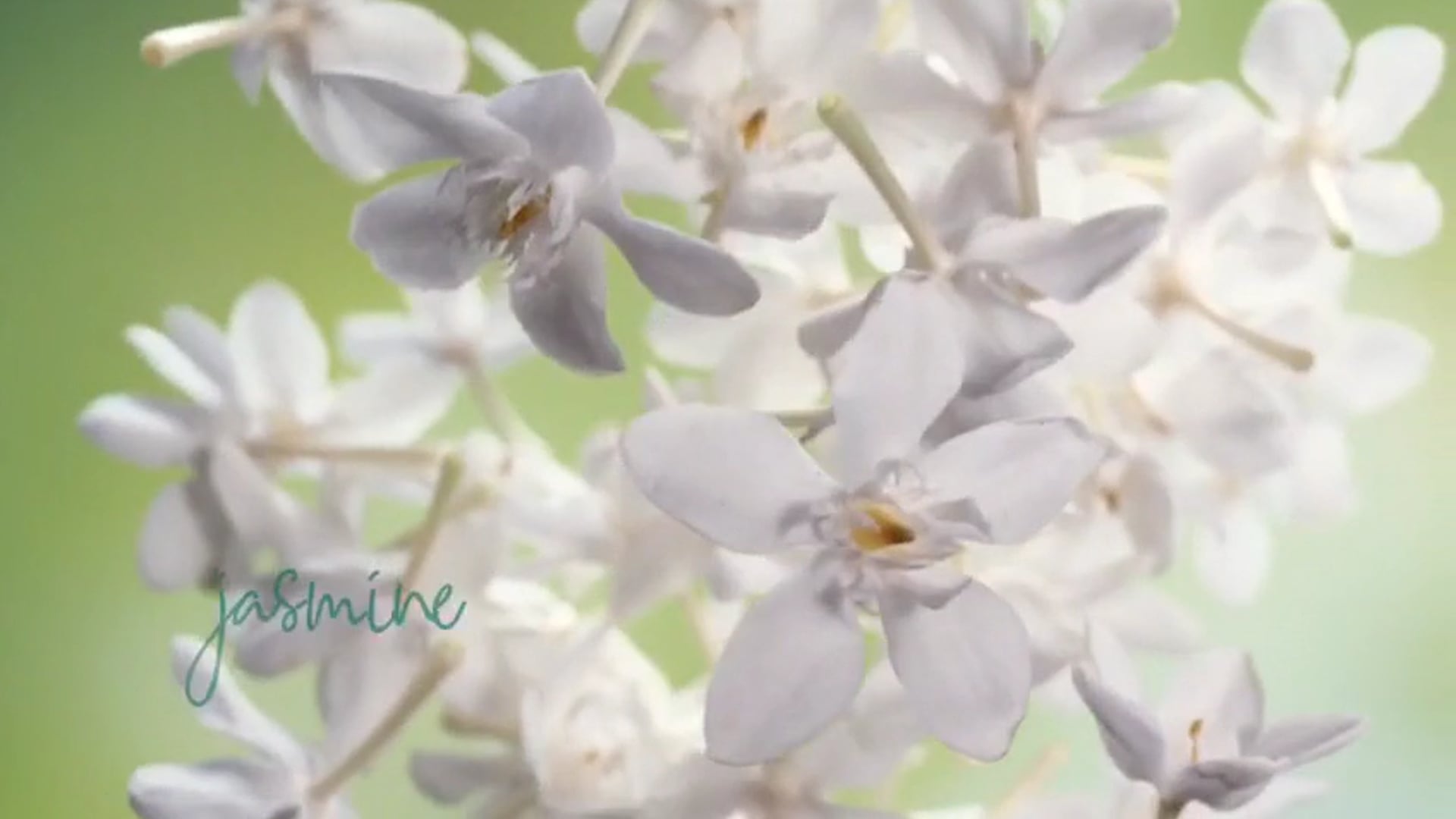 Avi Karpick-Palmolive Jasmin