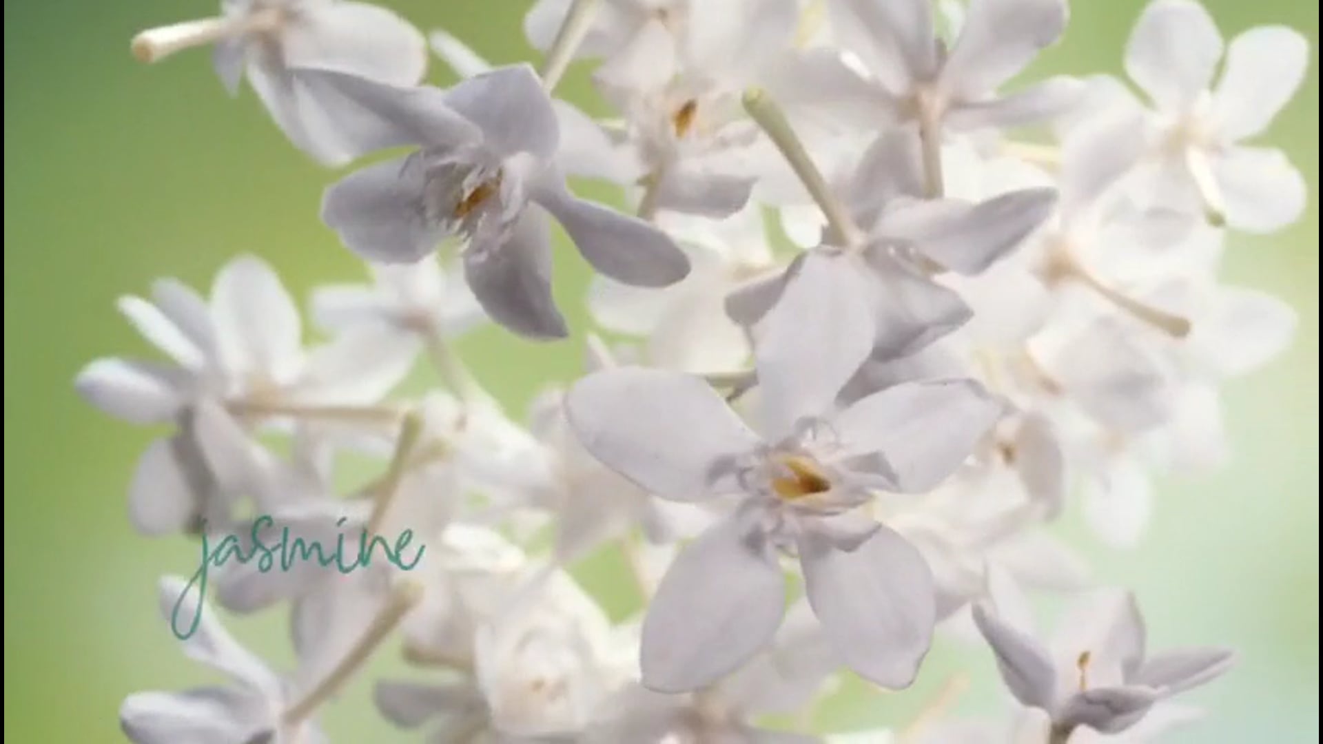Avi Karpick-Palmolive Jasmin