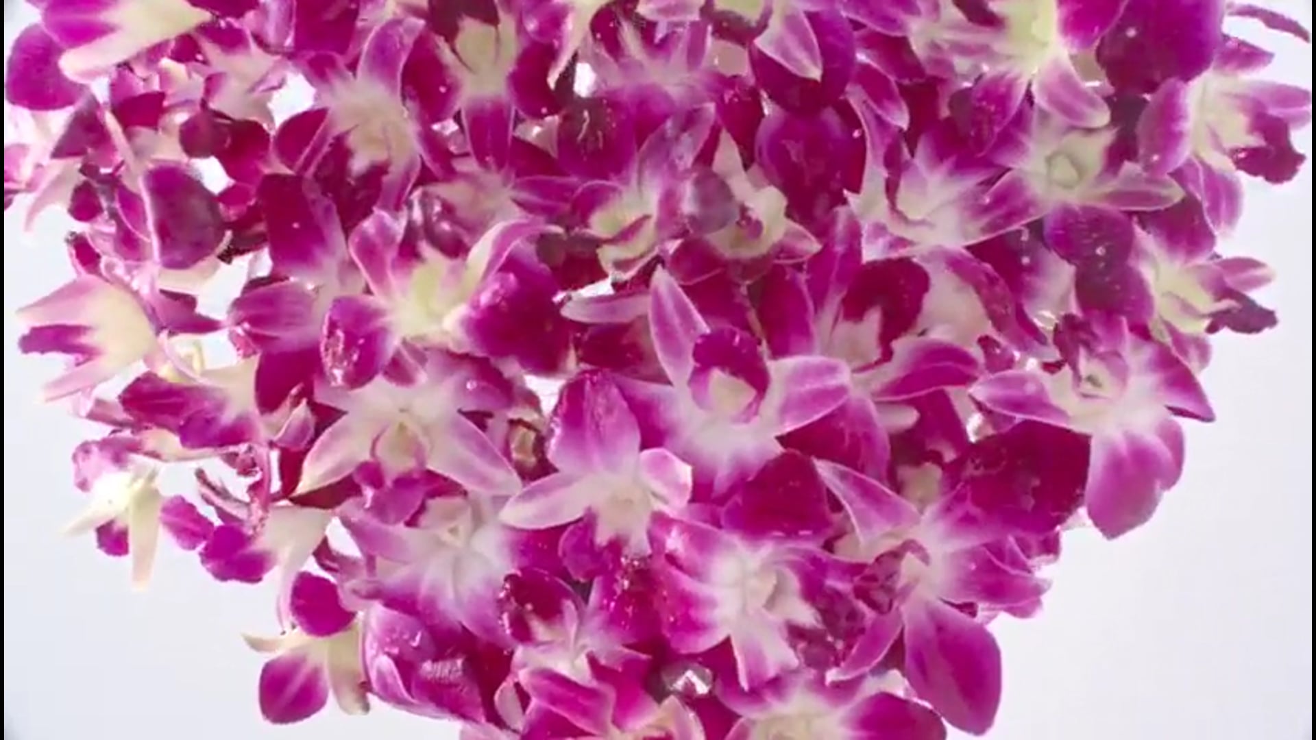 Avi Karpick-Palmolive Orchids mp4