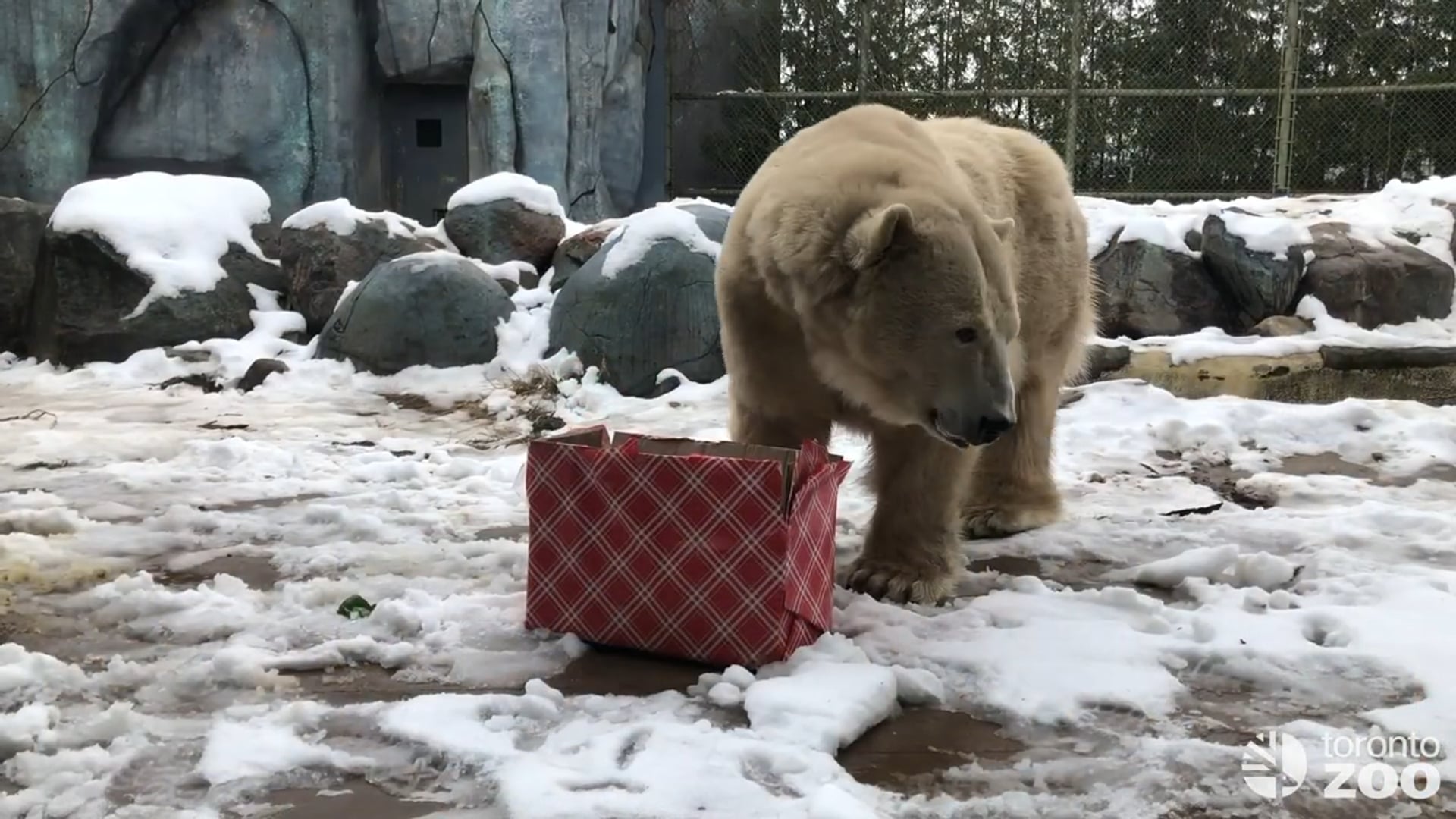 Happy Holidays From Your Toronto Zoo �