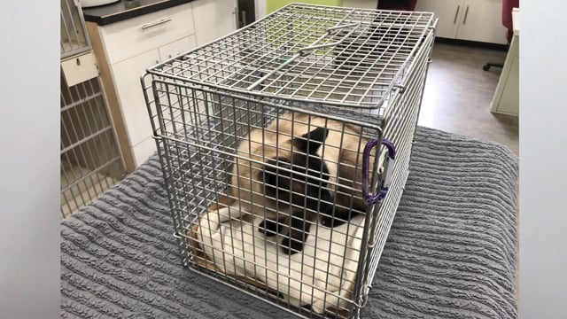 Don't Use This Type of Carrier to get your Cat to the Hospital