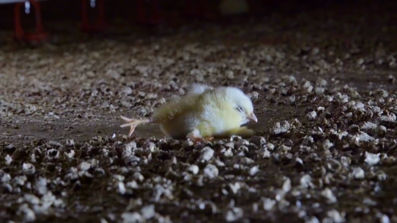 Life on Germany's Chicken Farms