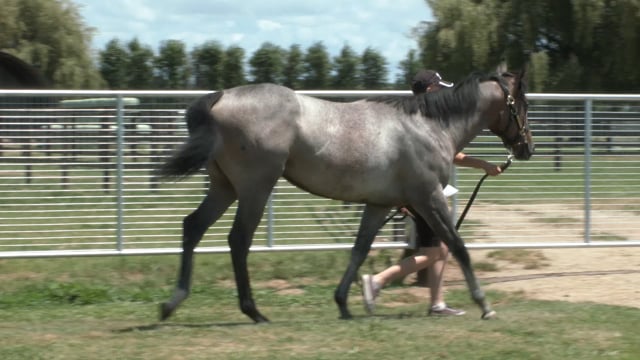 Lot 613