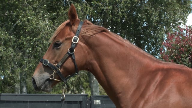 Lot 713