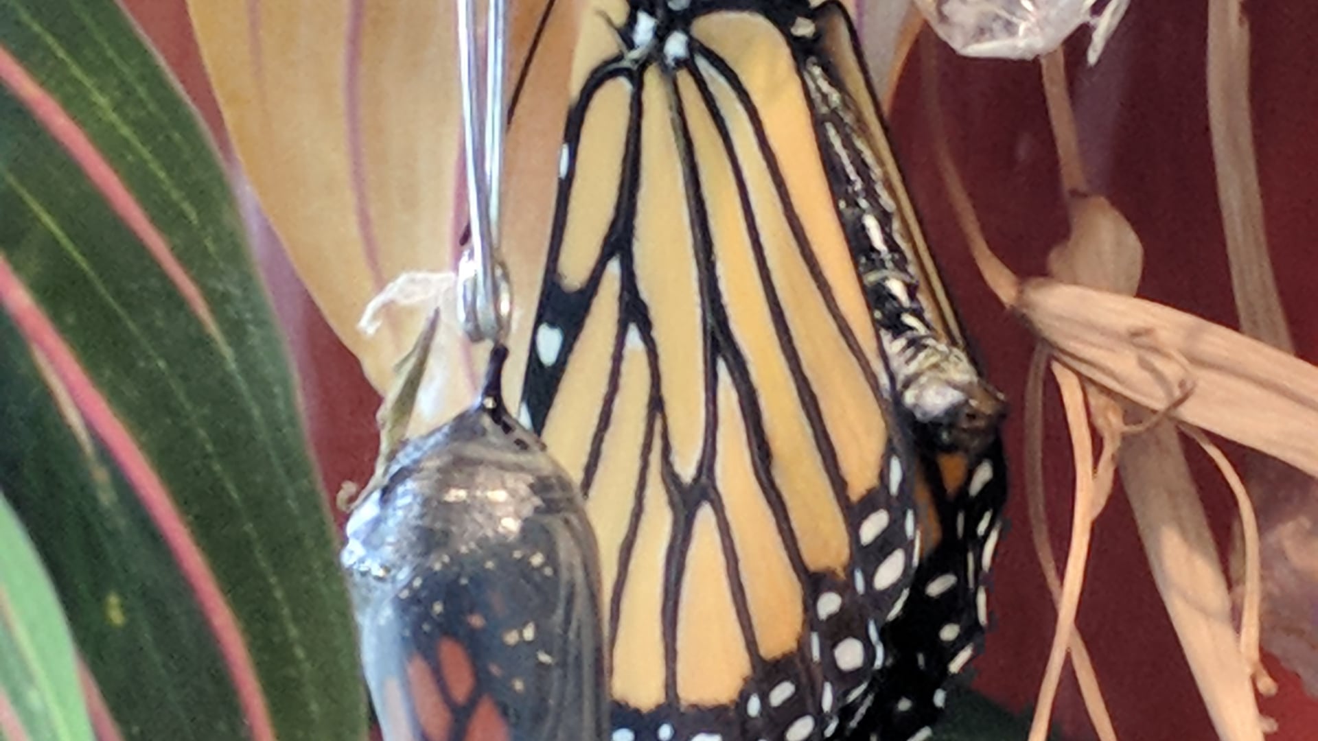 December 24, 2020: Sila Feels Good!