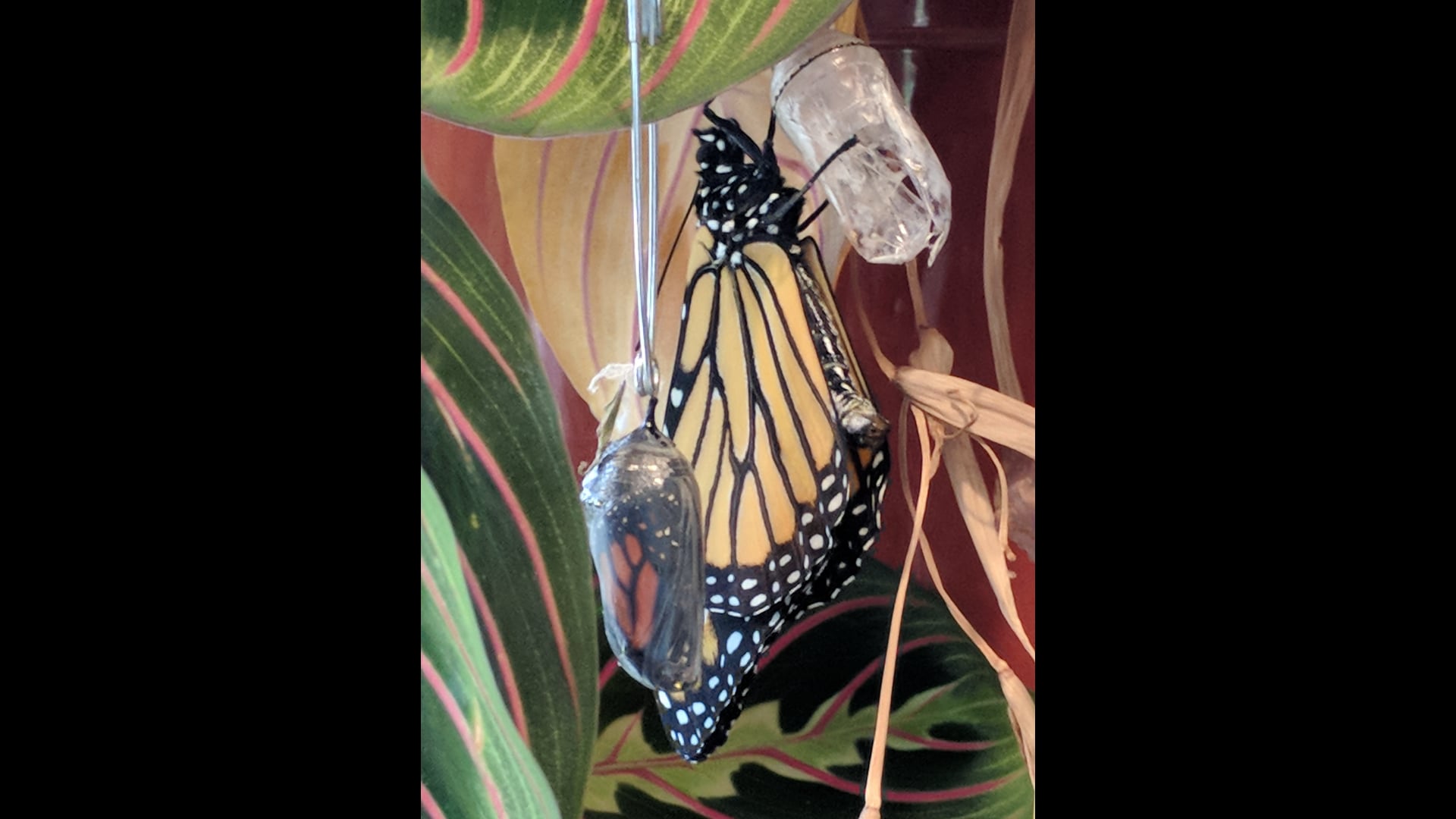 December 24, 2020: Sila Feels Good!