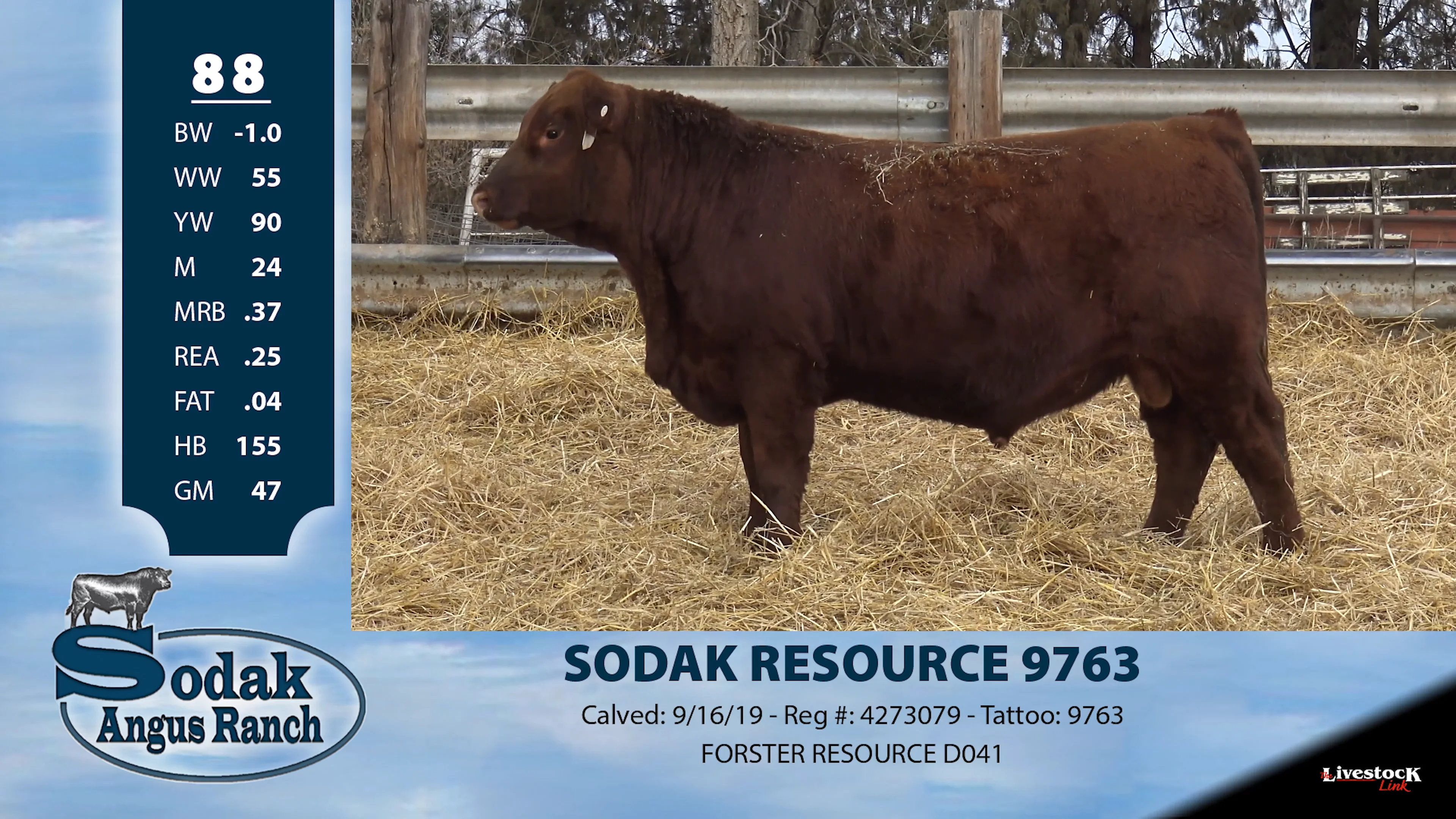 Sodak Angus Ranch - Lot 88 on Vimeo