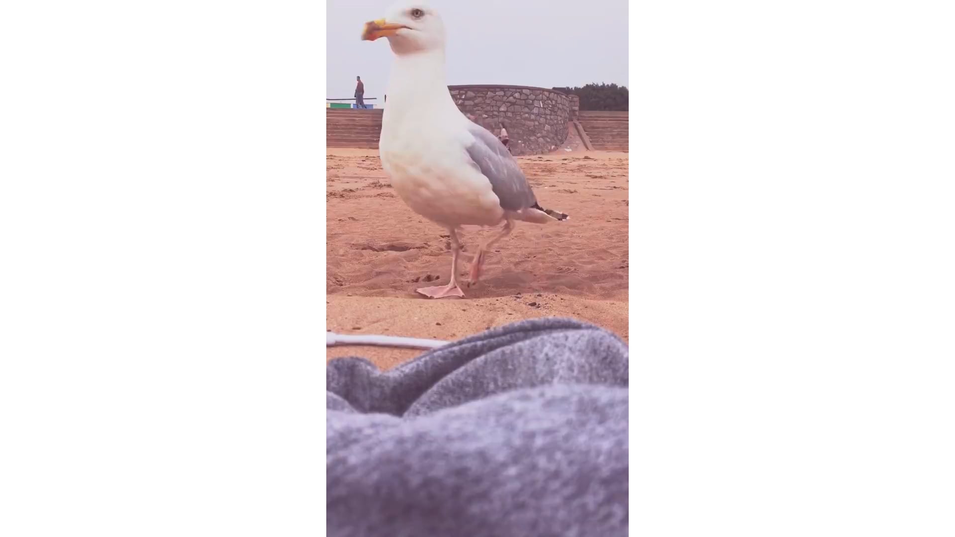 Google – "Pickpocket Seagull"