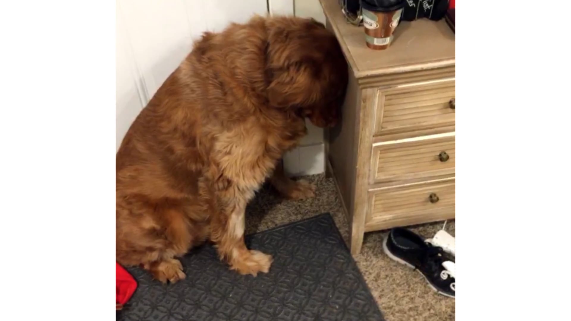 Google – "Guilty Dog"