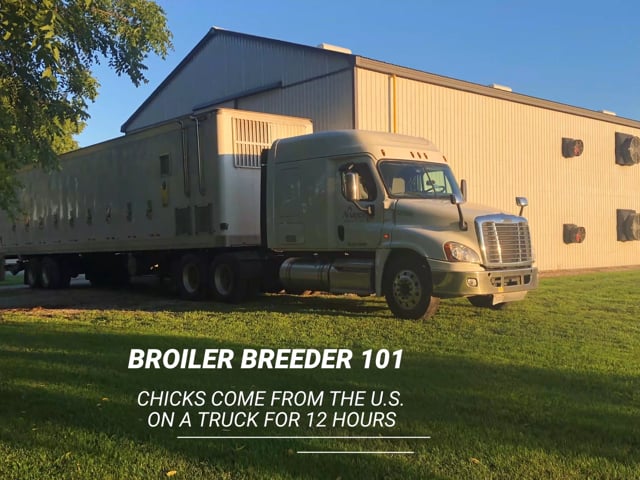 Broiler Breeder 101