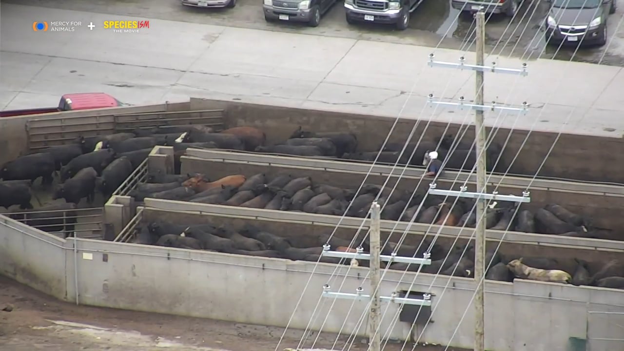 Drone footage of an industrial slaughterhouse