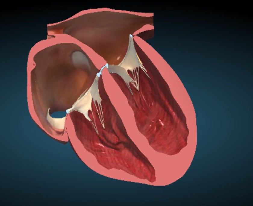 fetal heart anatomy