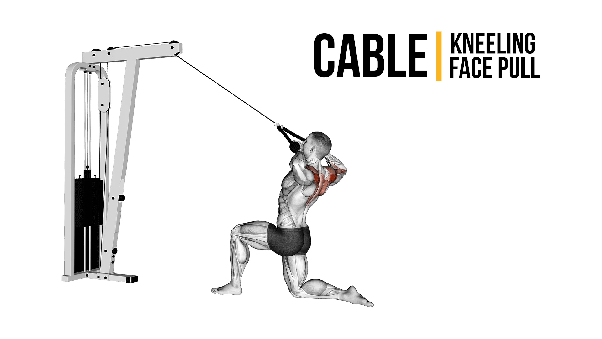 Cable Kneeling Face Pull