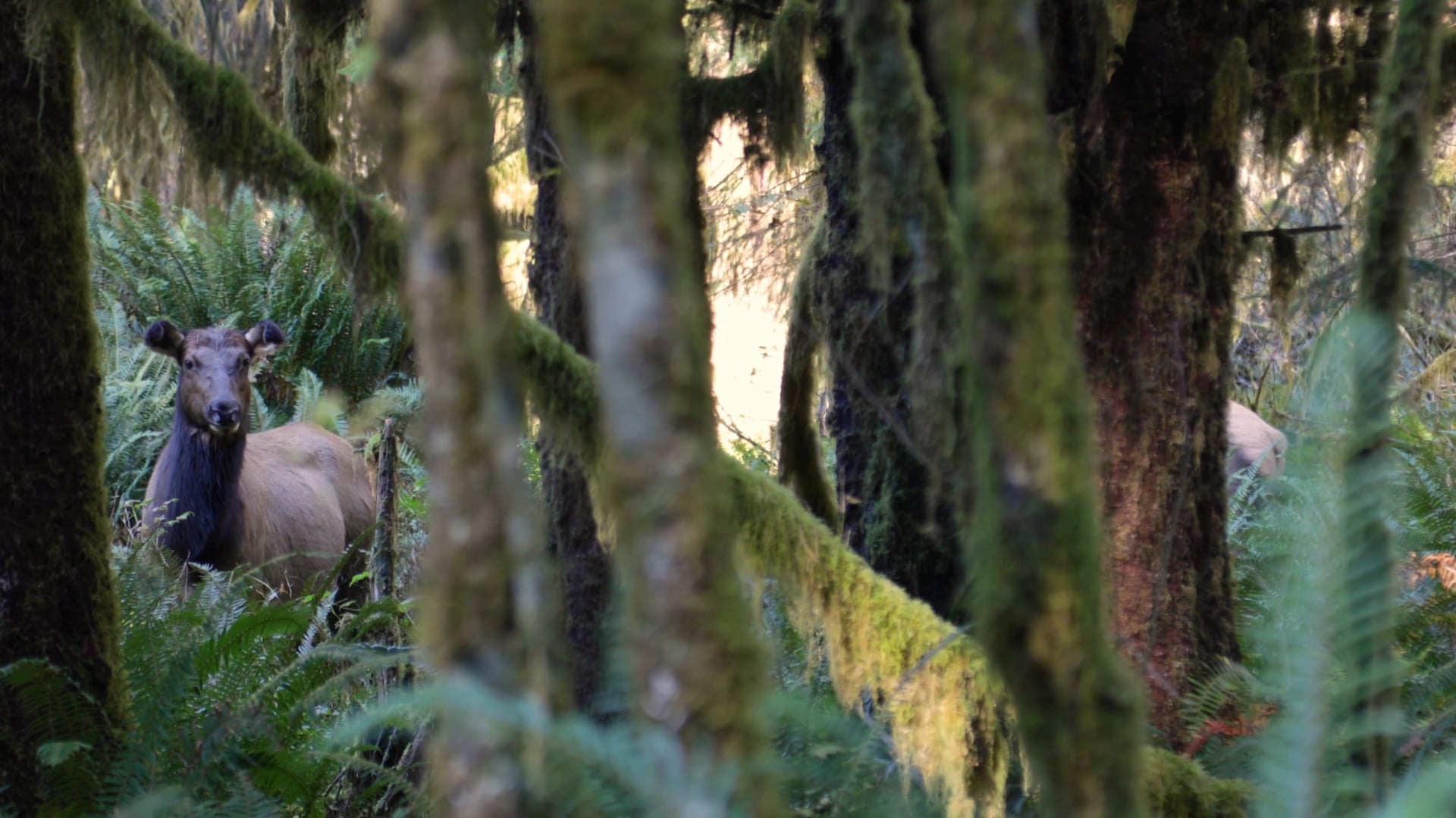 30 Second Escape, Hoh Rainforest Elk