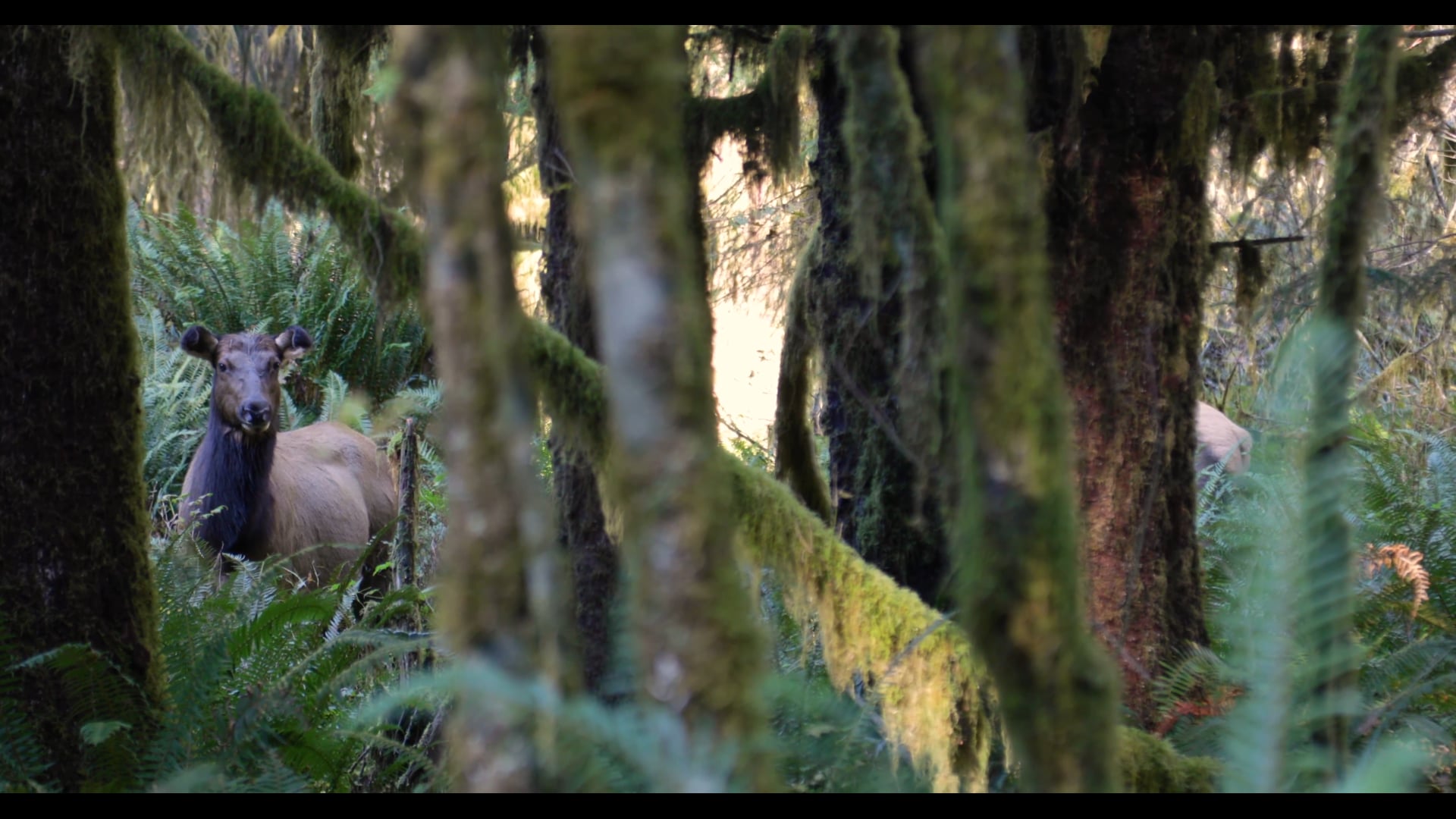 30 Second Escape, Hoh Rainforest Elk