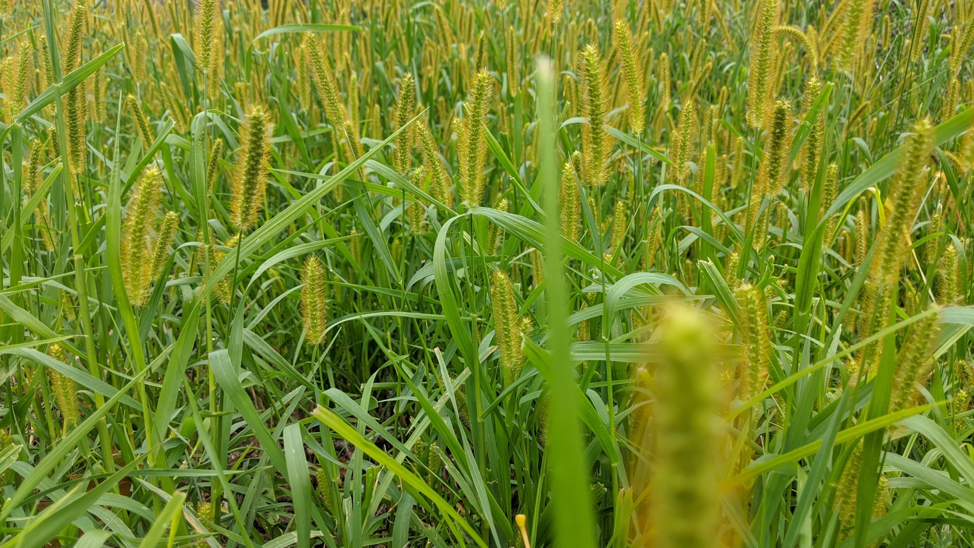 December 28, 2020: Exploring Speech, Both Skillful and Unskillful