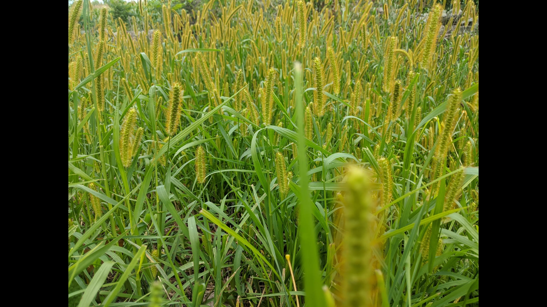 December 28, 2020: Exploring Speech, Both Skillful and Unskillful