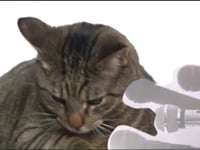 Planet of the Cats