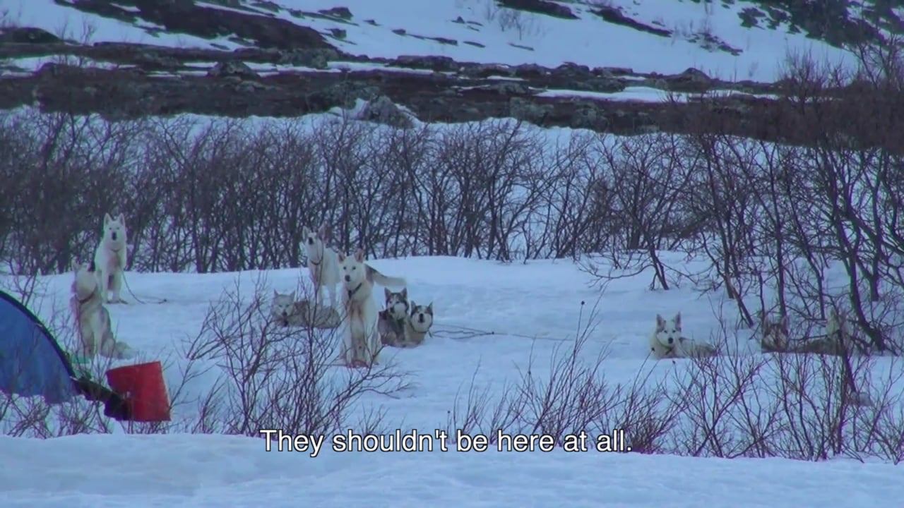 Faces of the Wilderness, a video by Tiia Grøn 