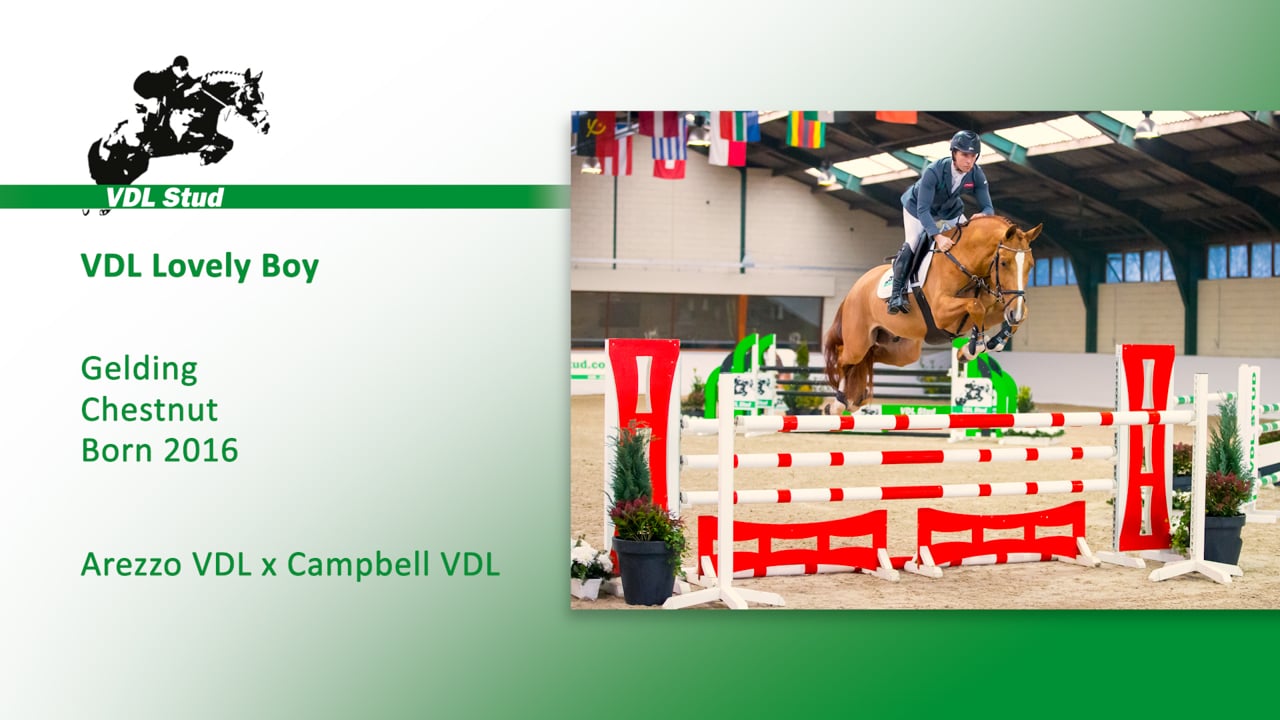 VDL Lovely Boy