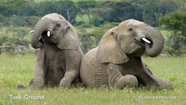 Tusk-Ground. Context: Social Play (2)