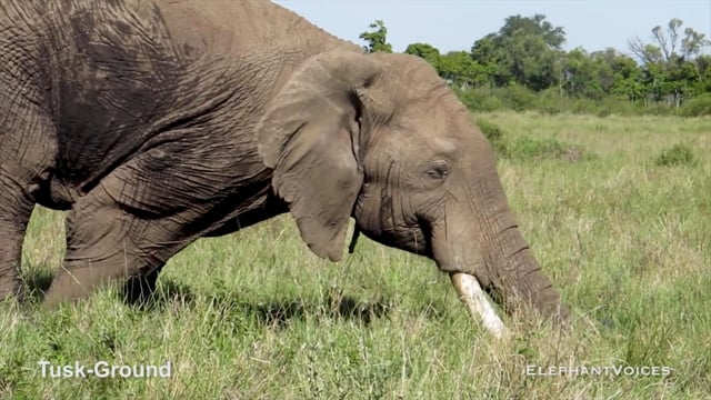 Tusk-Ground. Context: Advertisement & Attraction (3)
