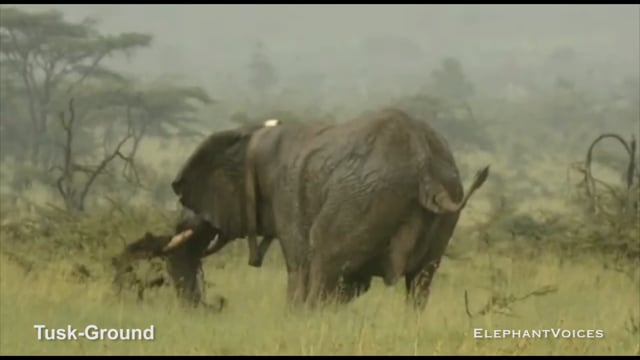 Tusk-Ground. Context: Advertisement & Attraction (4)