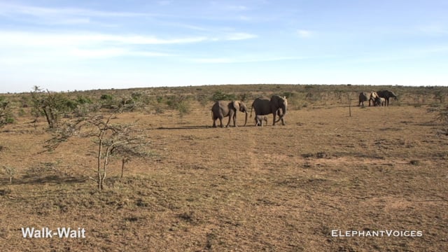Walk-Wait. Context: Calf Reassurance & Protection (1)