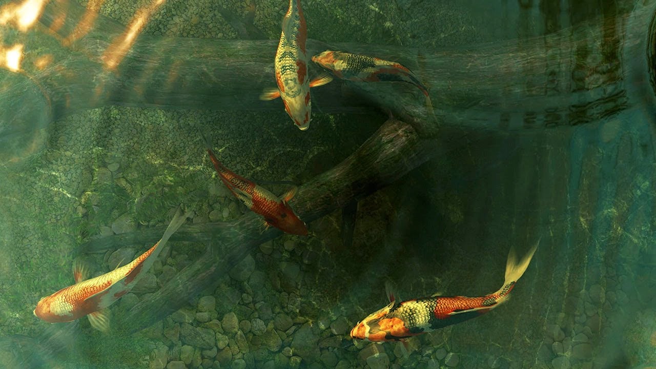 Koi Fish 3D Screensaver on Vimeo