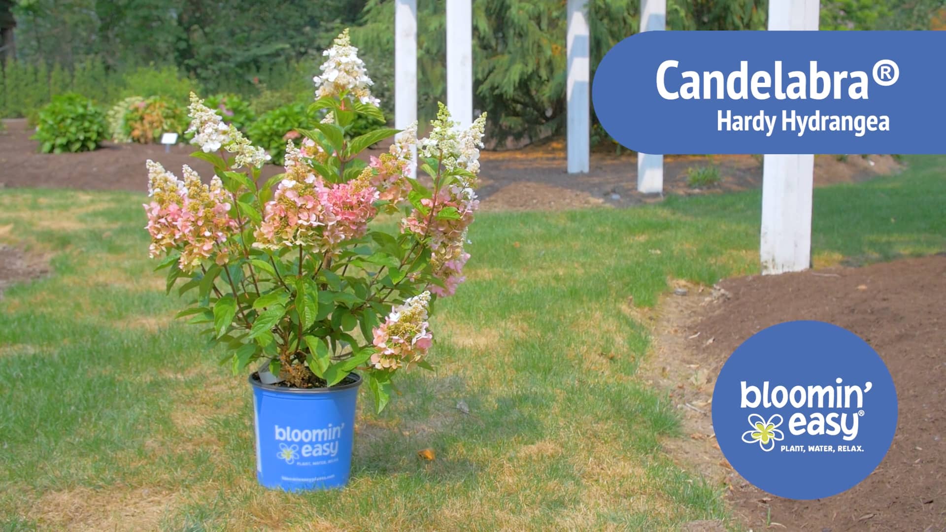 Candelabra® Hardy Hydrangea by Bloomin’ Easy® on Vimeo