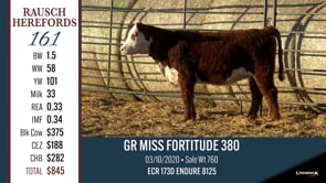 Lot #161 - GR MISS FORTITUDE 380