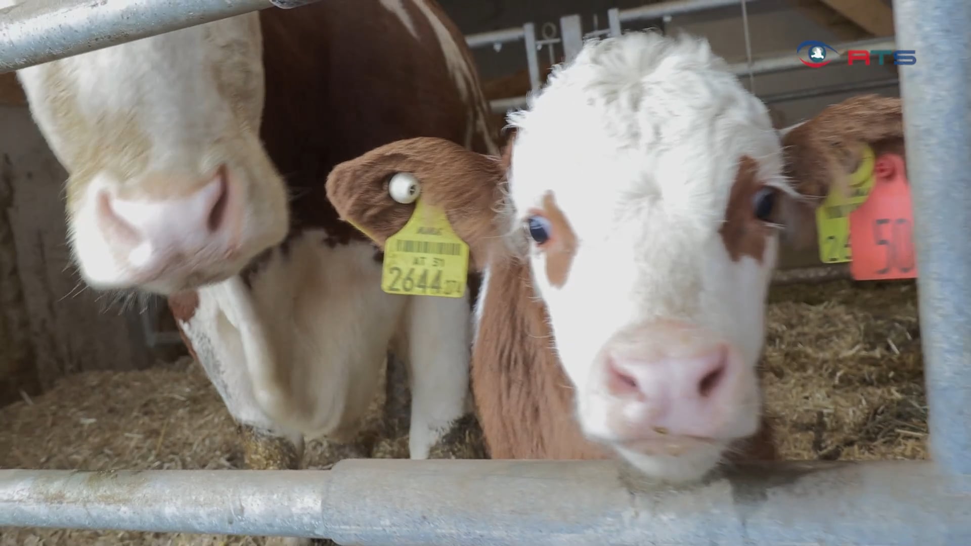 tierische-vielfalt-am-samerhof